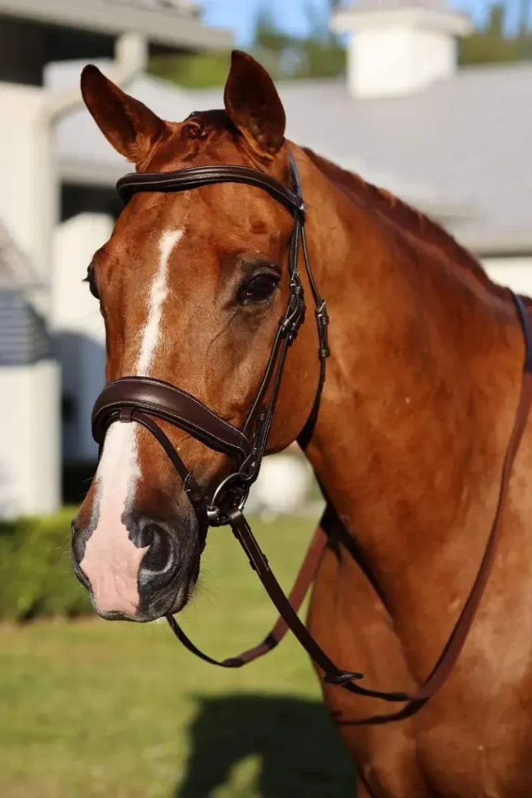 BR6DNS-bridon-dressage-marron-te (3)