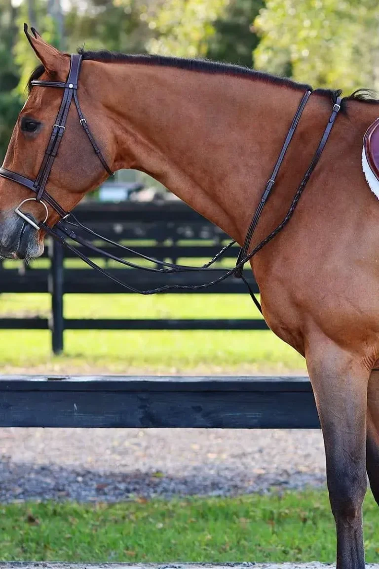 M1S-martingale-fixe-arion-hst-3 (1)