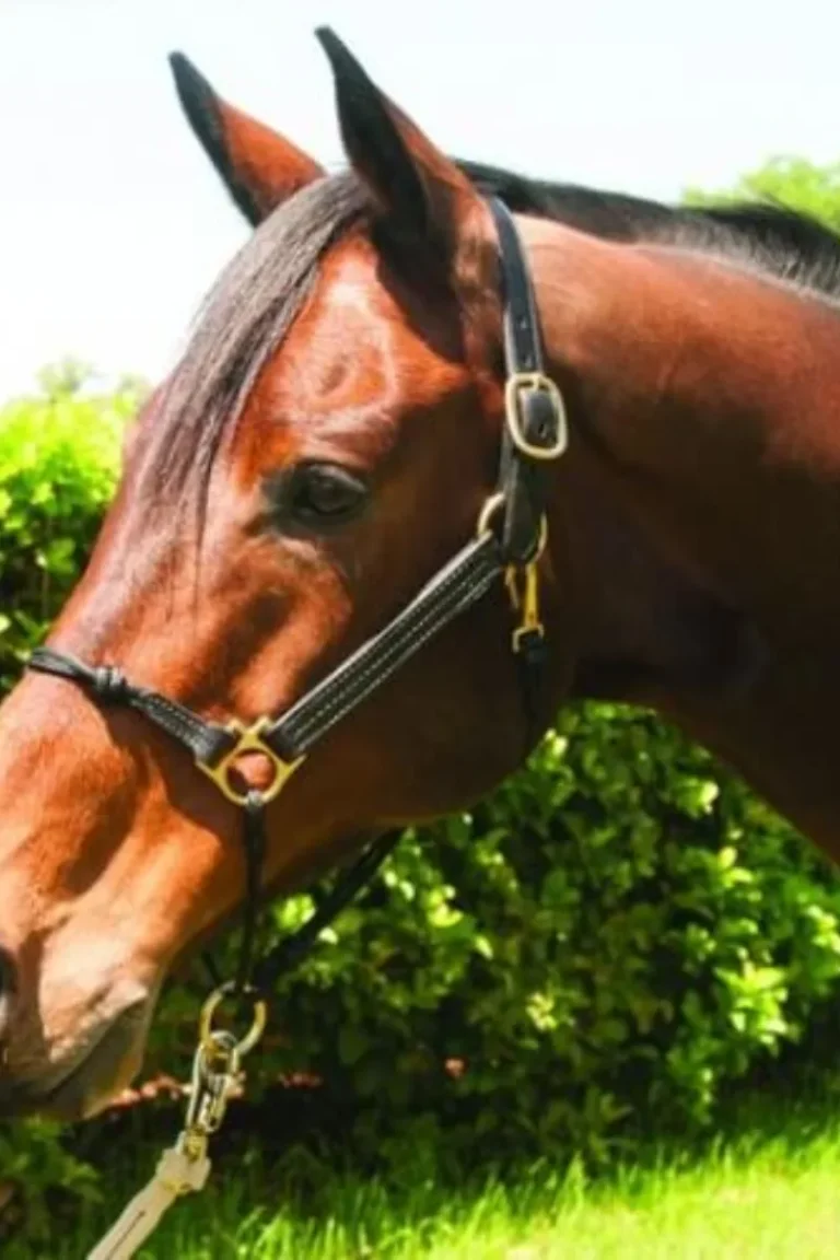 Untitled design - 2026-03-17T164936